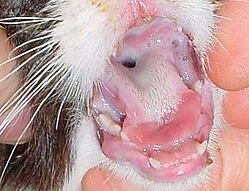 cestoda