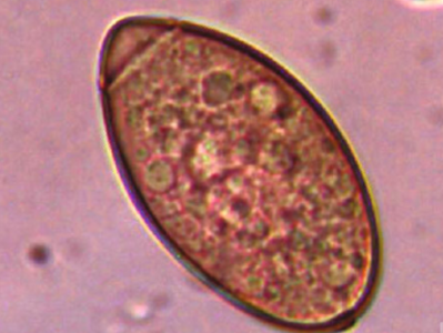 cestoda